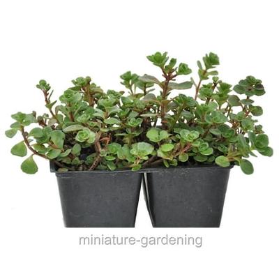 Sedum Spurium Dragon S Blood Ground Cover Pack Of 4 Plants From Winter Greenhouse Earth Shop
