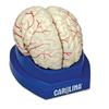 Carolina Human Brain With Arteries Model