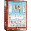 The Human Body 1000-Piece Puzzle