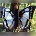 8 In. Finger Butterfly Swallowtail Puppet