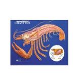 Hubbard Scientific Crayfish Model Activity Set 24 x 18 inches Classroom Model