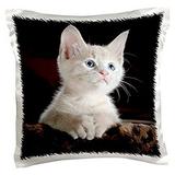 3dRose Print of Adorable White Kitten Portrait Pillow Case 16 by 16-inch