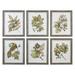 Uttermost 33643 Seedlings Six Piece Framed Botanical Print Set By Grace Feyock - Green
