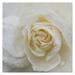 Masterpiece Art Gallery Dewdrops Of A Rose By Robin Constable Hanson Canvas Art Print 35 x 35