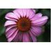 Trademark Art Purple Daisy Canvas Art 24x32