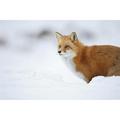 Posterazzi Male Red Fox Vulpes Vulpes Standing in The Snow in Winter - Montreal Quebec Canada Poster Print - 36 x 24 in. - Large