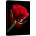 Canvas Prints Wall Art - Closeup of Red Rose Flower Against Black Background | Modern Wall Decor/Home Decoration Stretched Gallery Canvas Wrap Giclee Print & Ready to Hang - 12 x 18