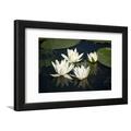 Fragrant Water Lily Nymphaea Odorata Flowers on Lake Skadar Lake Skadar Np Montenegro May 2008 Framed Print Wall Art by Radisics Sold by Art.Com