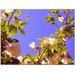 Trademark Fine Art Flowering Tree II Canvas Wall Art by Amy Vangsgard