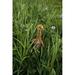 Closeup Of Sandhill Crane Chick In Tall Grass W/Wildflowers Togiak Nat Wildlife Refuge We Alaska by Tom Soucek / Design Pics (11 x 17)