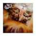 Trademark Fine Art Peek A Boo Kitten Canvas Art by Marcia Baldwin