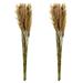 Vickerman 654866 - 36" Ivory Plume Reed 7oz Bundle 2Pk (H1PLR000-2) Dried and Preserved Reeds and Bamboo