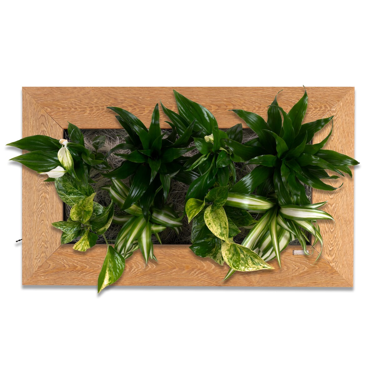 Flowerbox Flowerwall M - holz natur - 55x33 cm Image