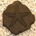 Nichols Bros. Stoneworks Starfish Stepping Stone Concrete, Copper in Gray | 1.75 H x 13 W x 13 D in | Wayfair GNSST-WB