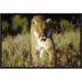 East Urban Home 'Mountain Lion Or Cougar Walking Through Tall Grass Towards Camera, North America' Framed Photographic Print in Brown/Green | Wayfair