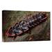 East Urban Home 'Net-Winged Beetle, Borneo' Photographic Print, Wood in Black/Brown/Green | 12 H x 18 W x 1.5 D in | Wayfair URBP6424 41075476