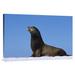 East Urban Home 'Galapagos Sea Lion Male, Mosquera Island, Galapagos Islands, Ecuador' Photographic Print Canvas, in Blue/Brown | Wayfair
