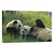 East Urban Home 'Giant Panda Female & Year Old Cub Playing, Chengdu Panda Breeding Research Center, China' Photographic Print, in Green | Wayfair