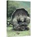 East Urban Home 'Galapagos Giant Tortoises Mating, Alcedo Volcano, Galapagos Islands' Photographic Print Canvas, in Gray/Green | Wayfair