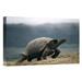 East Urban Home 'Galapagos Giant Tortoise Male, Alcedo Volcano, Galapagos Islands, Ecuador' Photographic Print Canvas, in Gray | Wayfair