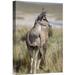 East Urban Home 'North Andean Huemul Buck Shedding Velvet, Pampa Galeras National Reserve, Peru' Photographic Print Canvas, in Brown | Wayfair