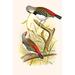 Buyenlarge 'Diamond Sparrow or Headed Finch' by F.W. Frohawk Graphic Art in White | 36 H x 24 W x 1.5 D in | Wayfair 0-587-29556-2C2436