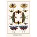 Buyenlarge Grasshooppers Cicadas by Albertus Seba - Unframed Graphic Art Print in White | 36 H x 24 W x 1.5 D in | Wayfair 0-587-29902-9C2436