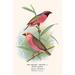 Buyenlarge Red Billed Weaver - Graphic Art Print in White | 36 H x 24 W x 1.5 D in | Wayfair 0-587-29643-7C2436