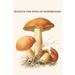 Buyenlarge Boletus The King of Mushrooms by Edmund Michael - Graphic Art Print in White | 36 H x 24 W x 1.5 D in | Wayfair 0-587-30009-4C2436