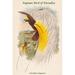 Buyenlarge Paradisea Papuana Papuan Bird of Paradise by John Gould - Graphic Art Print in White | 36 H x 24 W x 1.5 D in | Wayfair