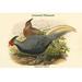 Buyenlarge Euplocamus Lineatus Lineated Pheasant by John Gould - Unframed Graphic Art Print in White | 24 H x 36 W x 1.5 D in | Wayfair