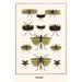 Buyenlarge Katydids by Albertus Seba - Graphic Art Print in White | 36 H x 24 W x 1.5 D in | Wayfair 0-587-29901-0C2436