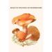 Buyenlarge 'Boletus The King of Mushrooms' by Edmund Michael Graphic Art in White | 36 H x 24 W x 1.5 D in | Wayfair 0-587-30037-xC2436