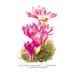 Buyenlarge Colchicum Giganteum: C. Sibthorpii C. Bivonoe Superbum by H.G. Moon Painting Print in Brown/Green/Pink | 42 H x 28 W x 1.5 D in | Wayfair