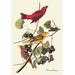 Buyenlarge Summer Tanager by John James Audubon Graphic Art in Gray/Green/Red | 42 H x 28 W x 1.5 D in | Wayfair 0-587-03575-7C2842