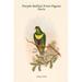 Buyenlarge 'Ptilopus Bellus Purple-Bellied Fruit-Pigeon Dove' by John Gould Graphic Art in White | 36 H x 24 W x 1.5 D in | Wayfair