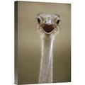 East Urban Home East Africa 'Ostrich Female Calling' Photographic Print on Wrapped Canvas in Gray | 18 H x 12 W x 1.5 D in | Wayfair