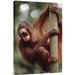 East Urban Home Borneo Sabah Sepilok Forest Reserve 'Orangutan Hanging on Tree' - Photograph Print on Canvas in Brown/Green | Wayfair