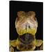 East Urban Home Ecuador Choco Rainforest Esmeraldas 'Bocourt'S Dwarf Iguana Portrait' - Photograph Print on Canvas in Black/Green | Wayfair