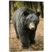 East Urban Home 'Black Bear Portrait During A Mild Winter' Photographic Print on Canvas in Black/Brown/Green | 18 H x 1.5 D in | Wayfair