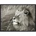 Global Gallery 'African Lion, Masai Mara, Kenya' by Frank Krahmer Framed Photographic Print on Canvas in Black/White | Wayfair GCF-463589-1216-175