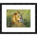 Global Gallery 'African lion, Masai Mara, Kenya' by Frank Krahmer Framed Graphic Art Paper in Green | 20 H x 24 W x 1.5 D in | Wayfair