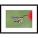 Global Gallery 'White-Necked Jacobin Hummingbird Female Feeding on Flower Nectar, Costa Rica' Framed Photographic Print Paper in Green/Red | Wayfair