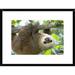 Global Gallery 'Hoffmanns Two-Toed Sloth Six Month Old Orphan' Framed Photographic Print Paper in Brown/Green | 18 H x 24 W x 1.5 D in | Wayfair