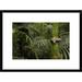 Global Gallery 'Boa Constrictor Coiled Around a Mossy Tree Trunk In The Rainforest' Framed Photographic Print Paper in Green | Wayfair