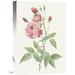 Global Gallery 'Rosa Indica Vulgaris' Painting Print on Wrapped Canvas Canvas | 18 H x 12 W in | Wayfair GCS-197360-1218-142