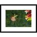 Global Gallery 'Rufous-Tailed Hummingbird Feeding at Flower, Costa Rica' Framed Photographic Print Paper in Green | 18 H x 24 W x 1.5 D in | Wayfair