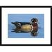 Global Gallery ' Duck Male Swimming, Lapeer State Game Area, Michigan' Framed Photographic Print Paper in Blue/Brown | Wayfair DPF-397373-1218-266