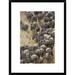Global Gallery 'Blue Wildebeest Herd Approaching the Mara River, Masai Mara National Reserve, Kenya' Framed Photographic Print Paper | Wayfair