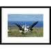 Global Gallery 'Antipodean Albatross Courtship Display, Auckland Islands, New Zealand' Framed Photographic Print Paper in Blue/Green | Wayfair